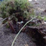 P7150421
